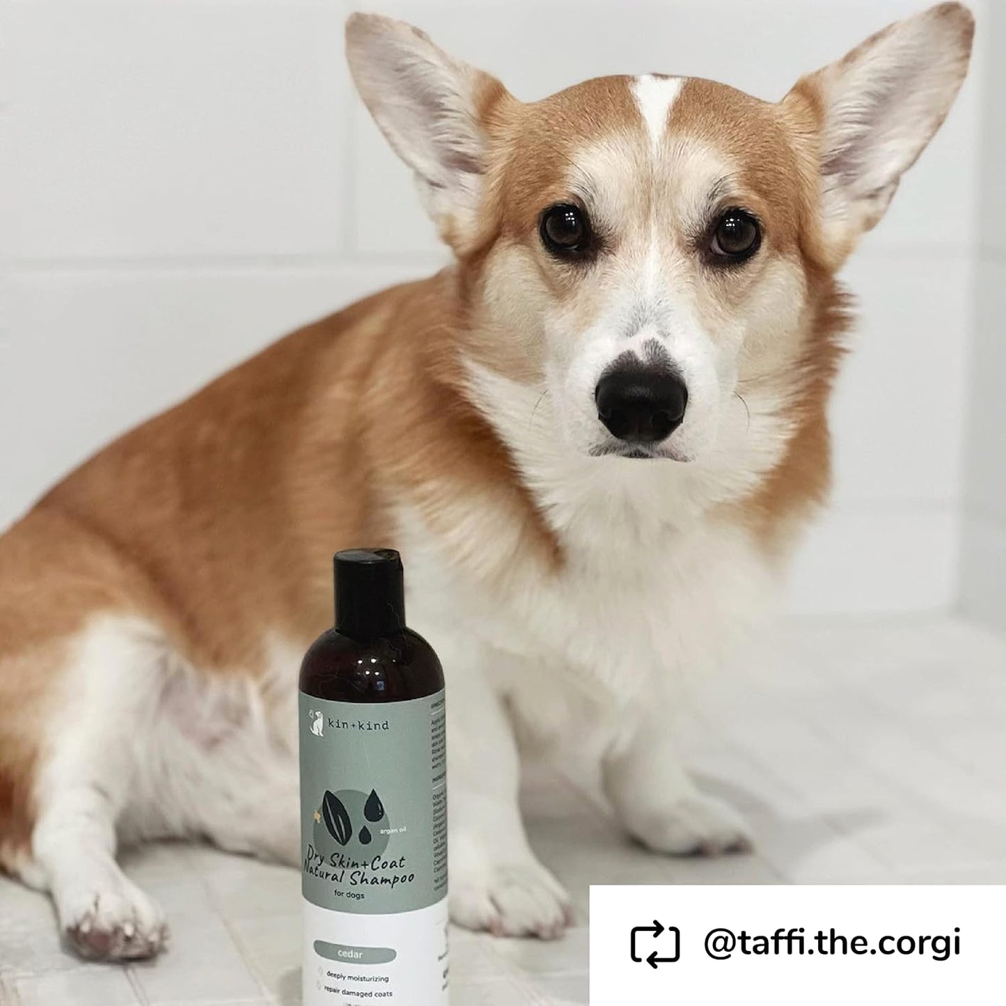 Organic Dog Shampoo Itchy Skin Relief – Natural Dog Shampoo for Dry, Sensitive Skin – Moisturizing Formula with Coconut Oil, Olive Oil & Cedarwood – Grooming Supplies – Made in USA 12 Fl Oz